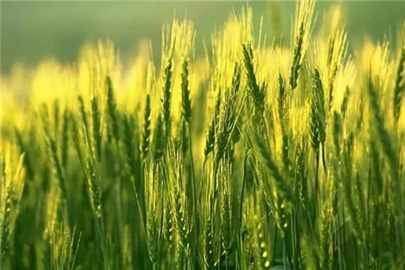 小麦