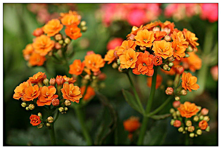 长寿花