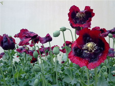 罂粟花