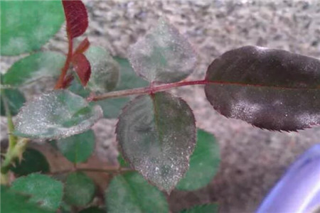 月季的白粉枝条