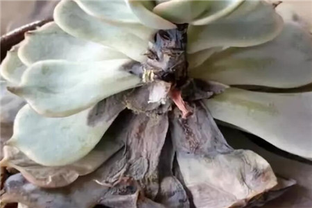 黑腐的多肉枝条