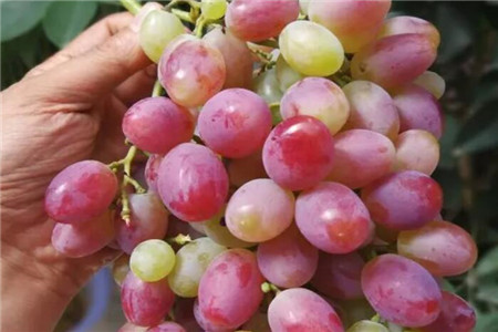 葡萄