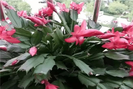 蟹爪兰