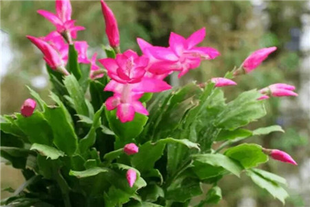 蟹爪兰