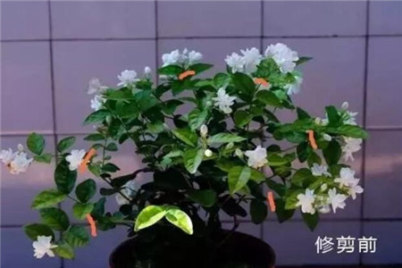 修剪前的茉莉花