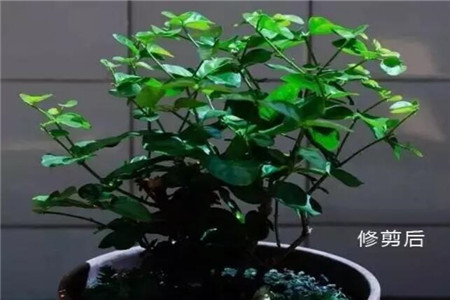 修剪后的茉莉花