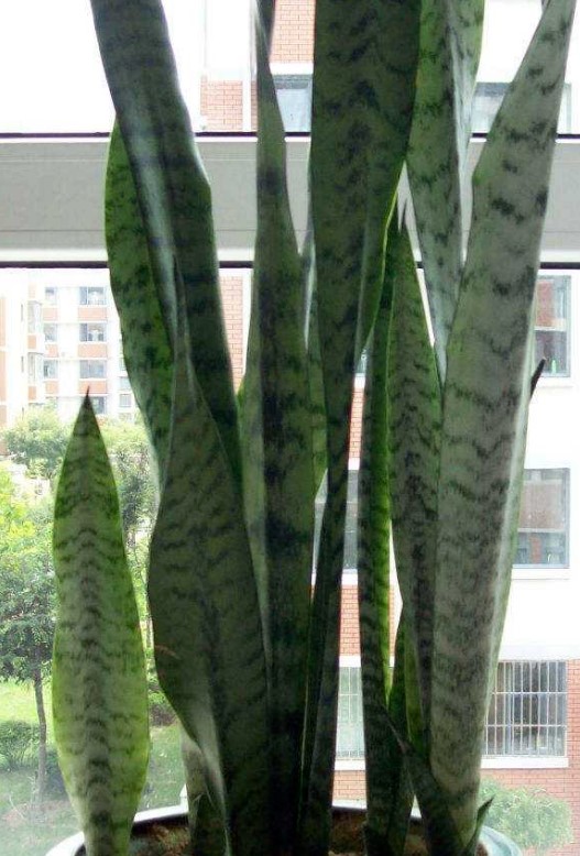 虎皮兰