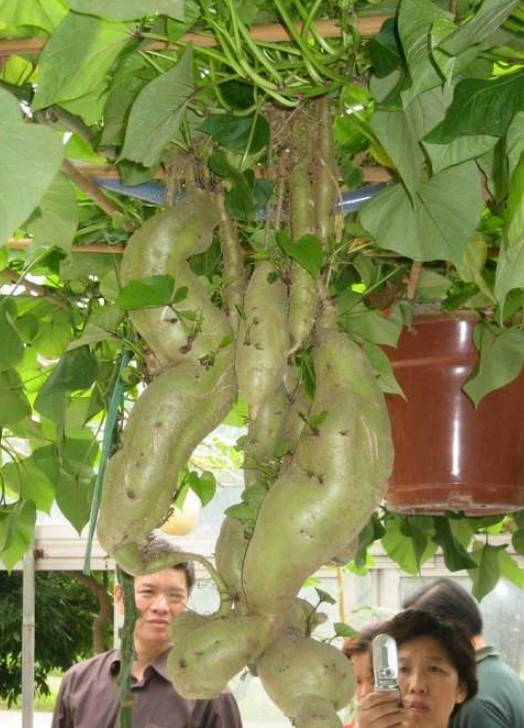 红薯
