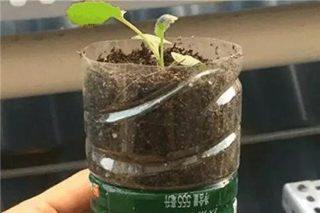 用储水瓶种植幼苗