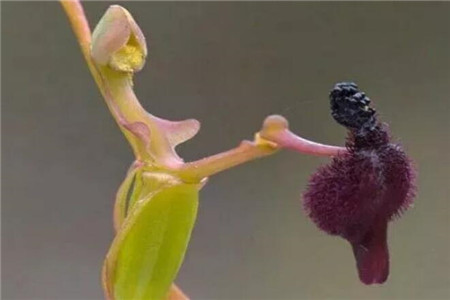 “白雪公主和小矮人跳舞”