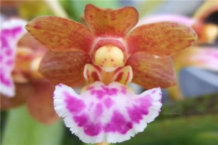 “一位可爱的小公主在跳舞”