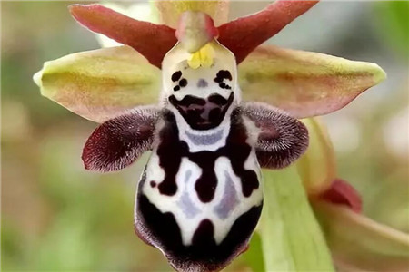 “开怀大笑的小蜜蜂”