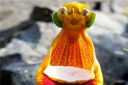 “捧着小碗，呆萌萌看着你的外星人”