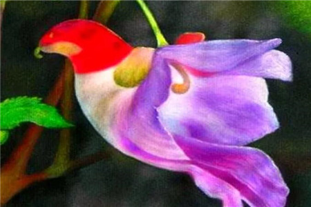 “唯美艳丽的彩色鹦鹉”