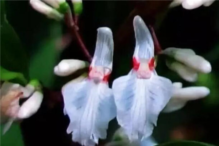 “萌系牛头马面”