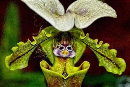 “卖萌的大蜘蛛”