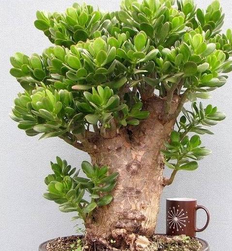 玉树