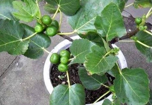 无花果盆栽