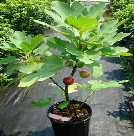 无花果盆栽