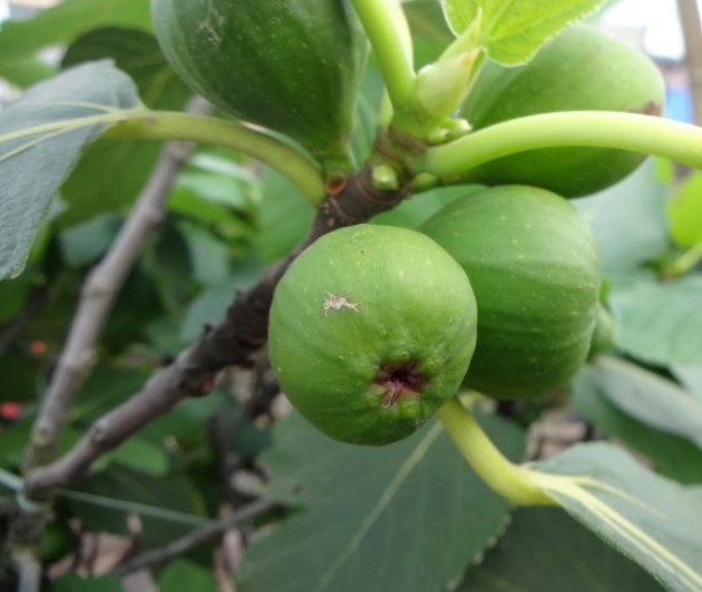 无花果盆栽
