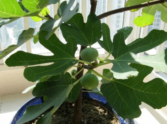 无花果盆栽