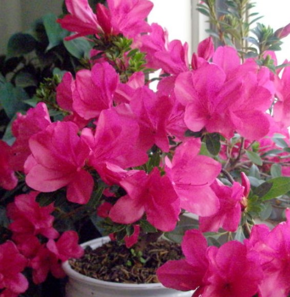 花卉