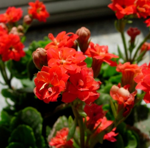 长寿花
