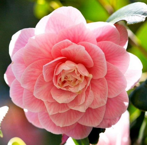 山茶花