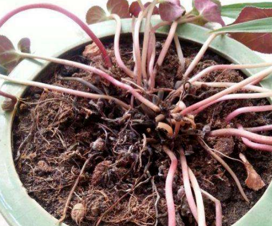 冻伤的植物