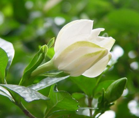 栀子花