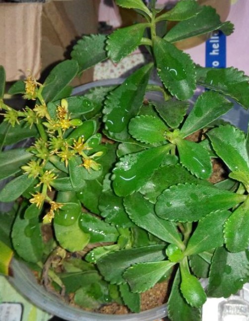 费菜