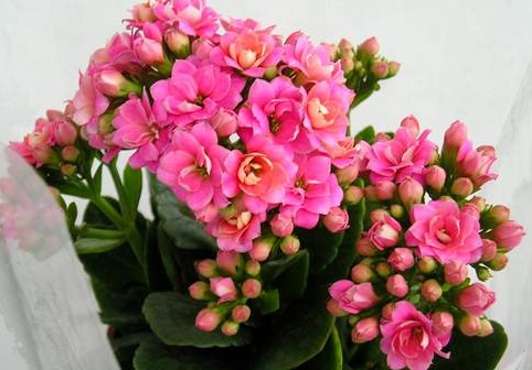 长寿花