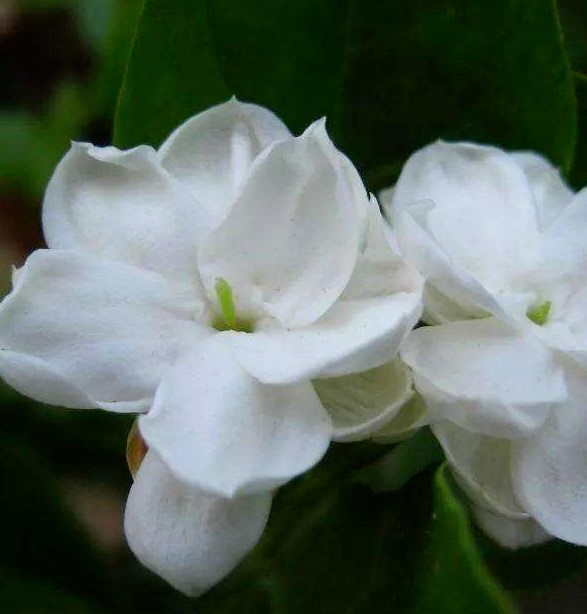 茉莉花