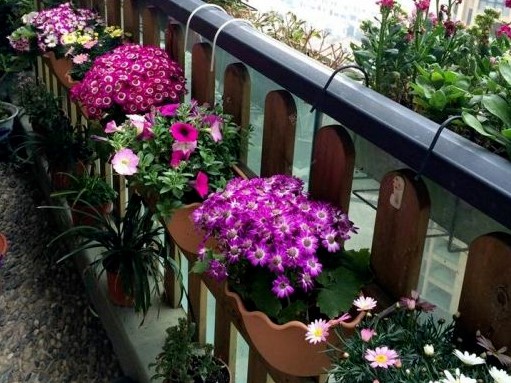 植株