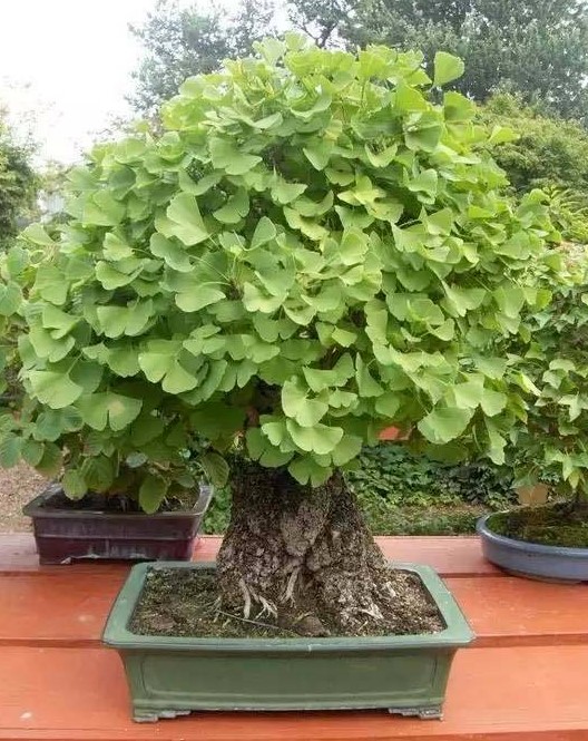 银杏盆栽