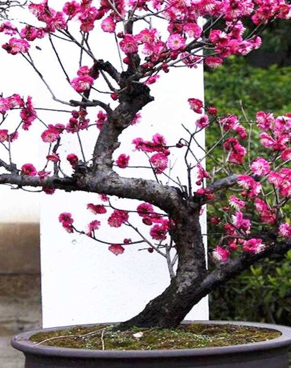 .梅花