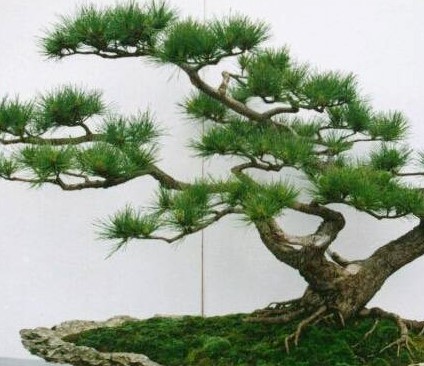 马尾松