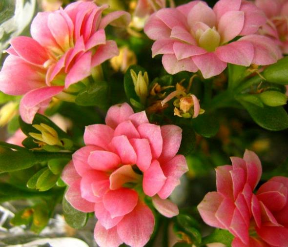 花卉