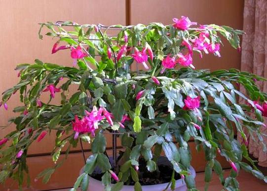 花卉