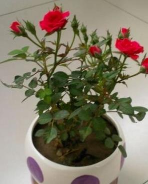 花卉