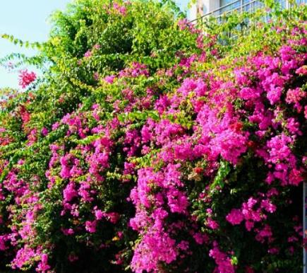 花墙