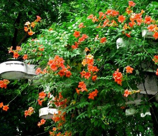 凌霄花