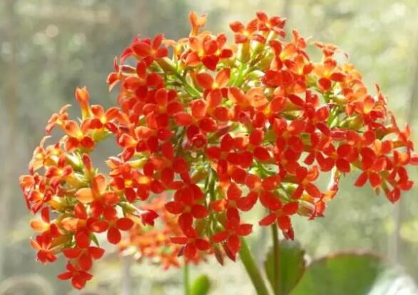 长寿花