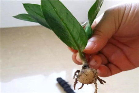 生根的金钱树