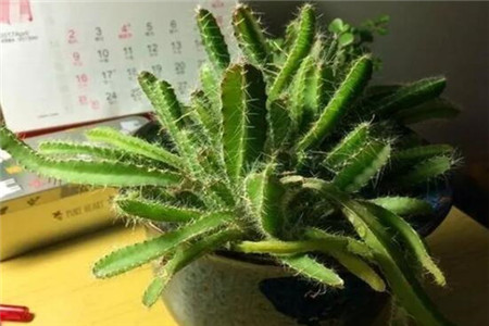 火龙果