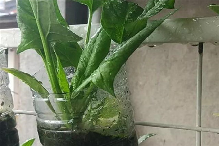 种出的菜