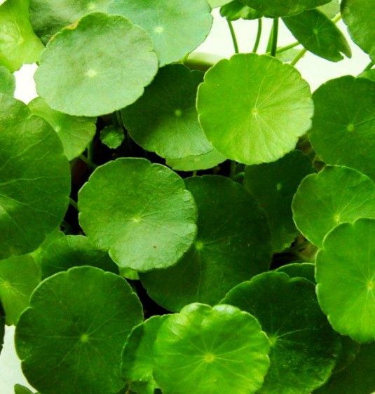 铜钱草