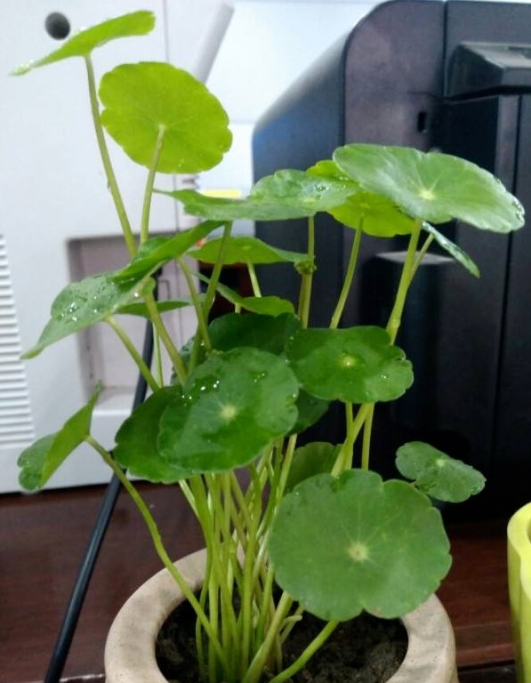 铜钱草