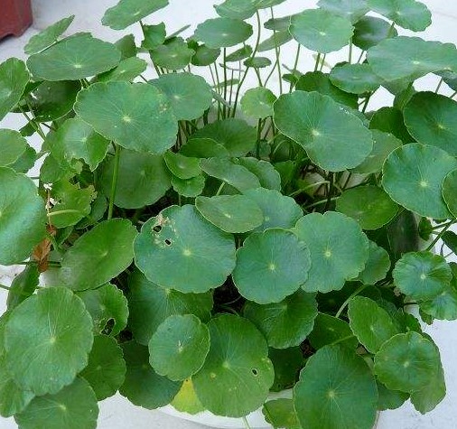 铜钱草