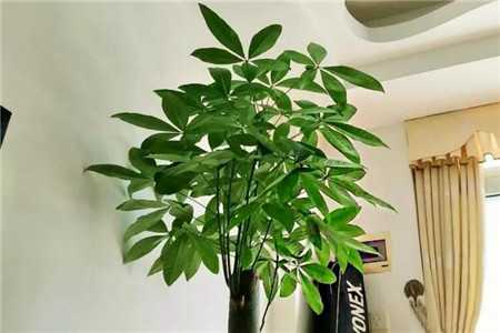 发财树